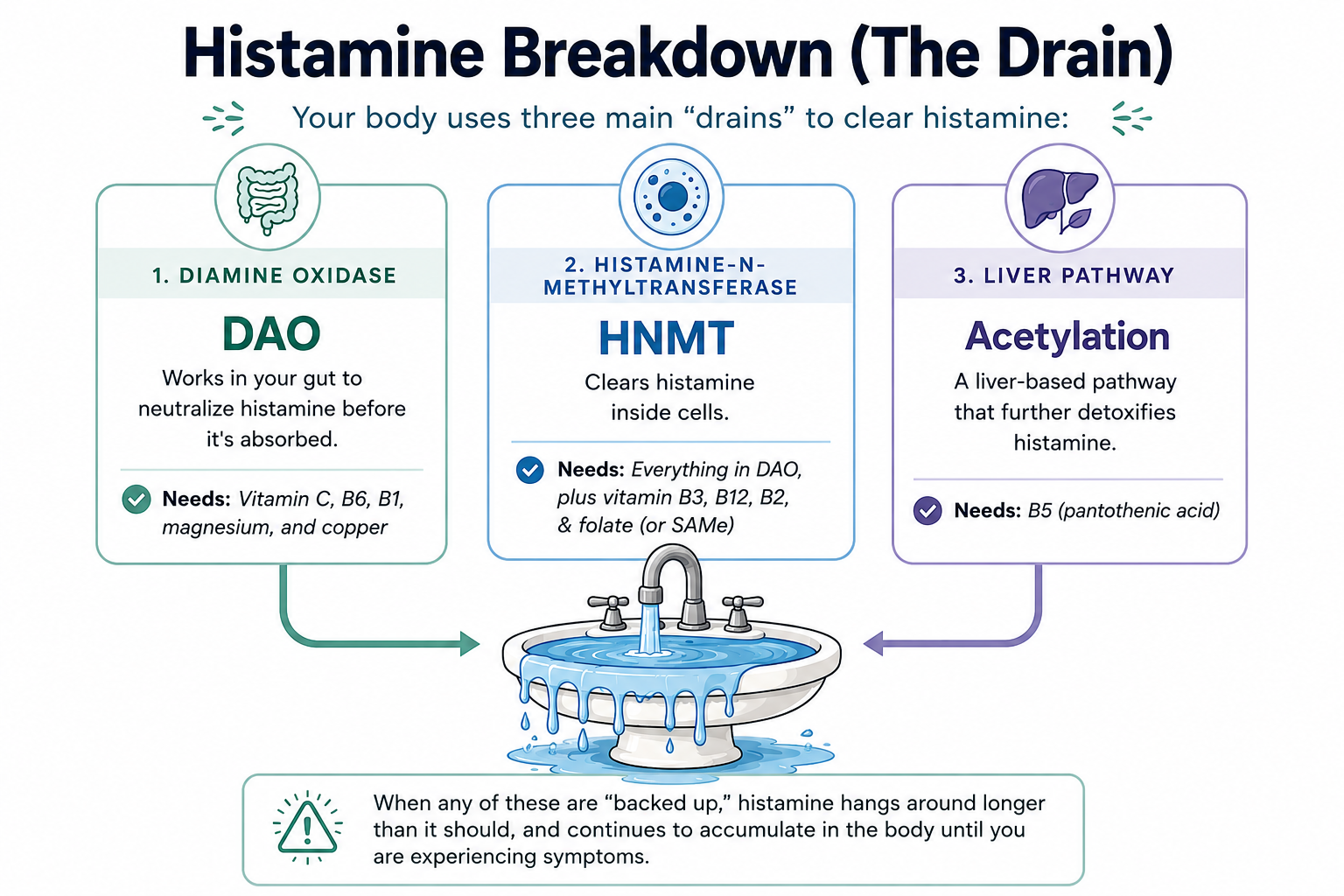 Histamine Breakdown (The Drain): DAO, HNMT, and Acetylation pathways.