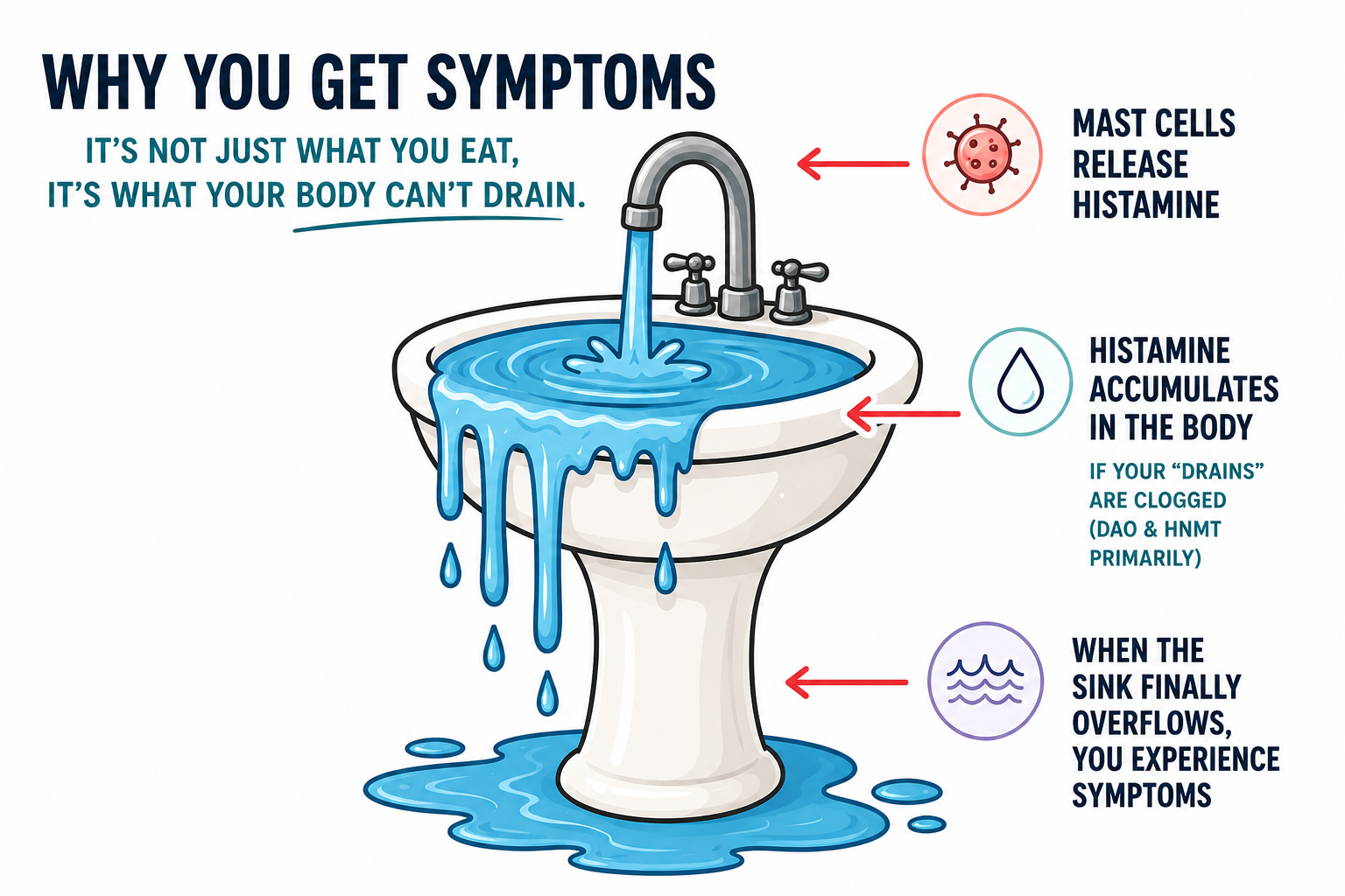 Sink analogy: mast cells release histamine, DAO and HNMT drain it, overflow causes symptoms.
